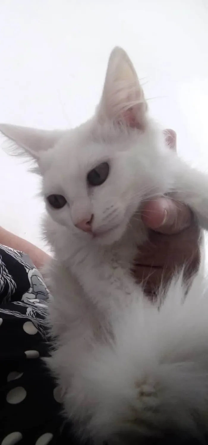 Gato ra a SRD-ViraLata idade 2 a 6 meses nome Kessy