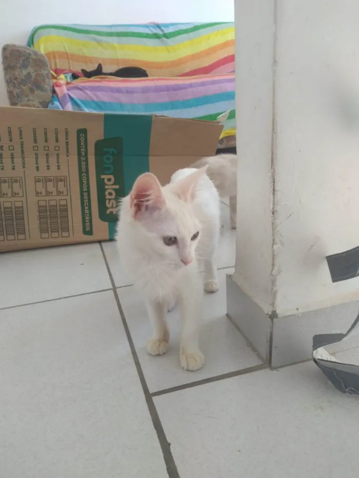 Gato ra a SRD-ViraLata idade 2 a 6 meses nome Kessy