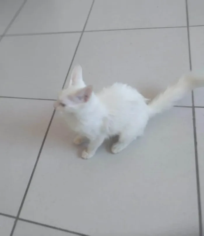Gato ra a SRD-ViraLata idade 2 a 6 meses nome Kessy