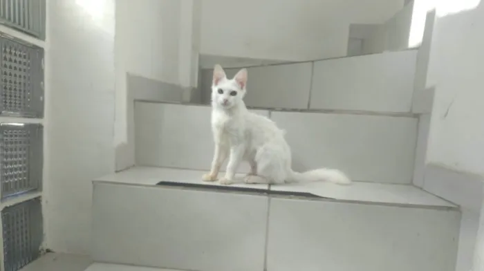 Gato ra a SRD-ViraLata idade 2 a 6 meses nome Kessy