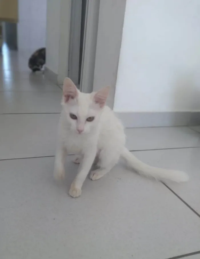 Gato ra a SRD-ViraLata idade 2 a 6 meses nome Kessy