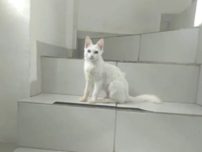 Gato ra a SRD-ViraLata idade 2 a 6 meses nome Kessy