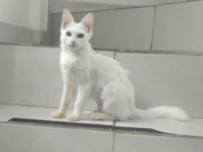 Gato ra a SRD-ViraLata idade 2 a 6 meses nome Kessy