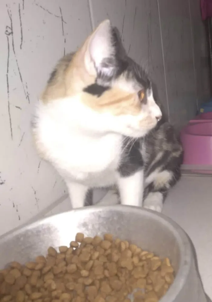 Gato ra a SRD-ViraLata idade 2 a 6 meses nome Kiki