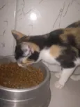 Kiki