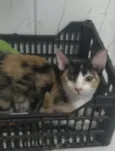 Kiki