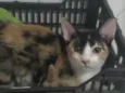 Kiki