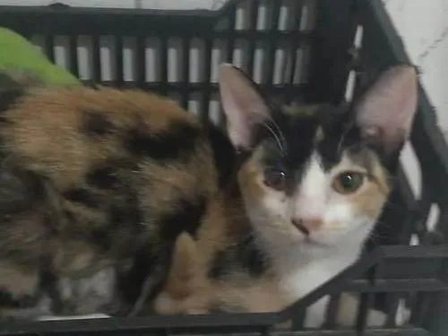 Gato ra a SRD-ViraLata idade 2 a 6 meses nome Kiki