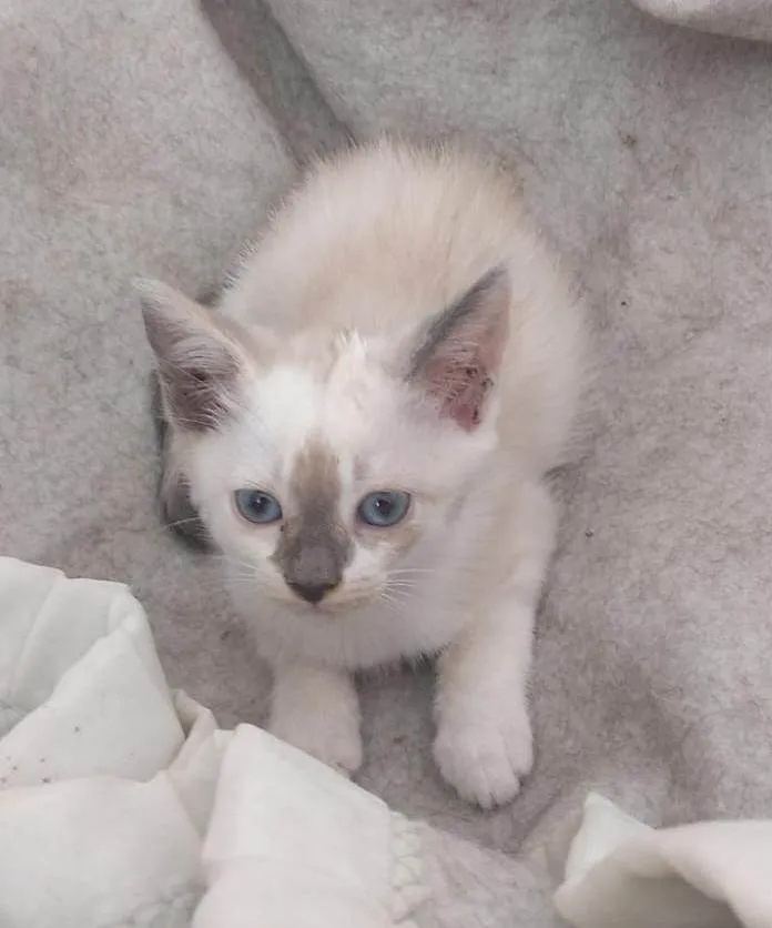 Gato ra a SRD-ViraLata idade 2 a 6 meses nome Kathy