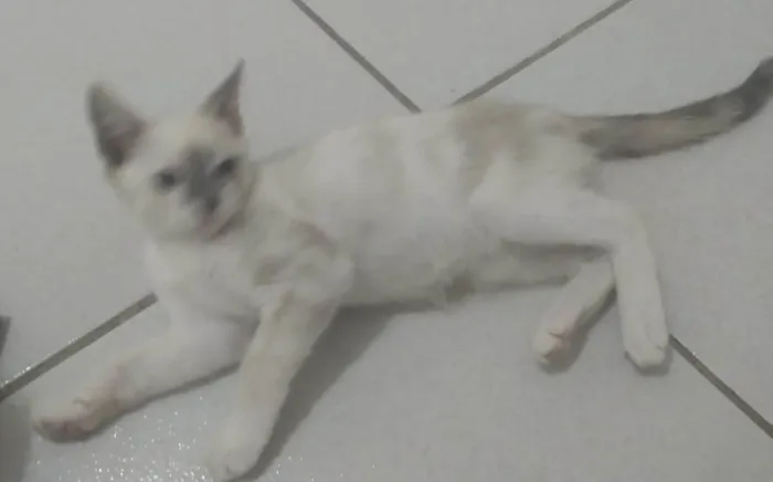 Gato ra a SRD-ViraLata idade 2 a 6 meses nome Kathy