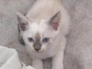 Gato raça SRD-ViraLata idade 2 a 6 meses nome Kathy