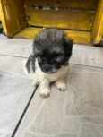 Gus