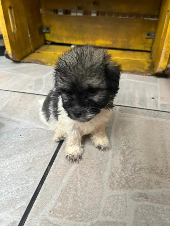 Cachorro ra a SRD-ViraLata idade Abaixo de 2 meses nome Gus