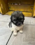 Gus