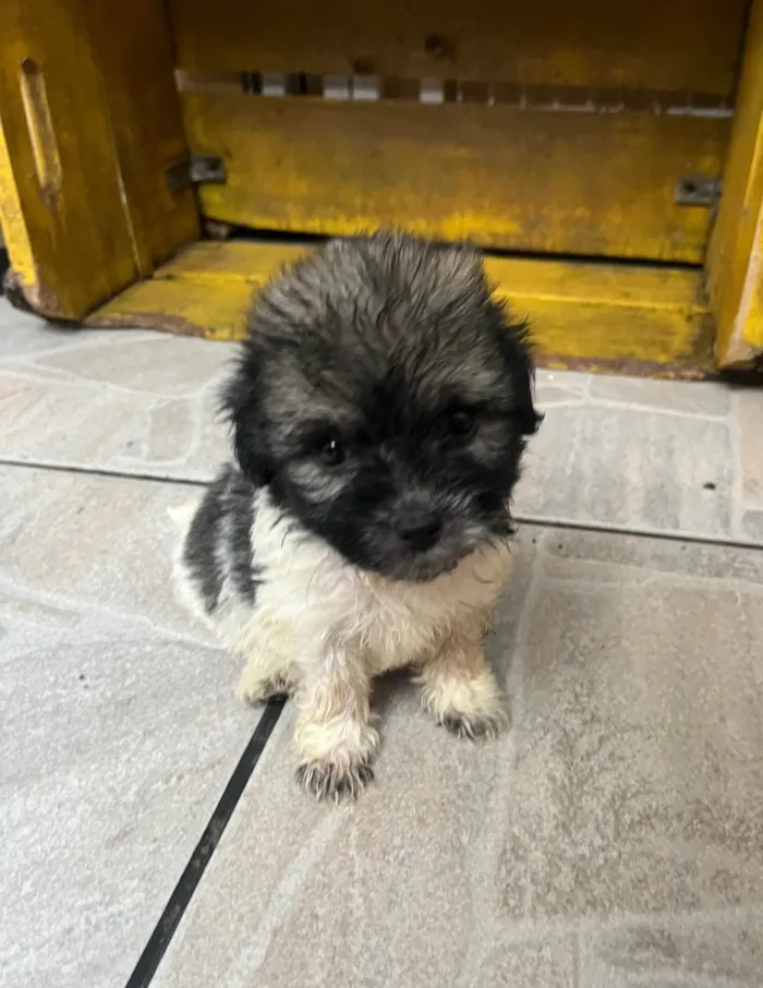 Cachorro ra a SRD-ViraLata idade Abaixo de 2 meses nome Gus