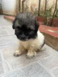 Gus