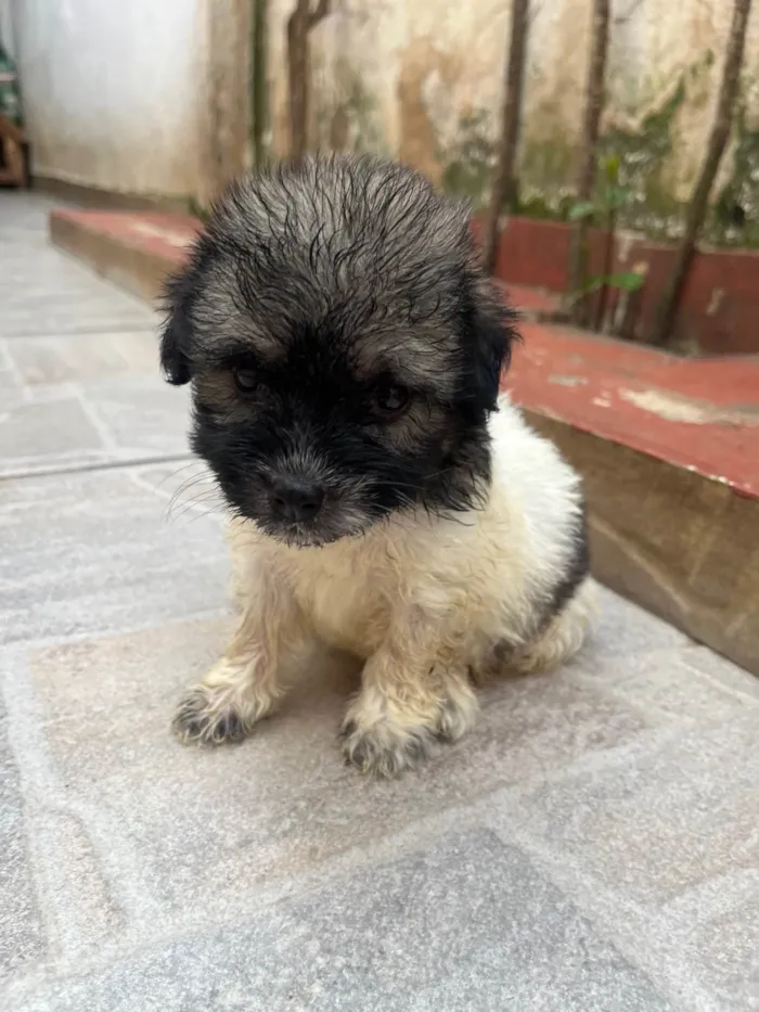 Cachorro ra a SRD-ViraLata idade Abaixo de 2 meses nome Gus