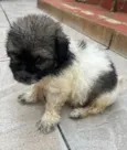 Gus