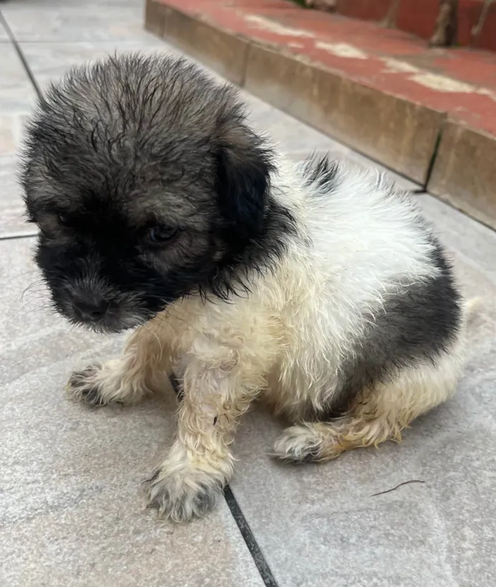 Cachorro ra a SRD-ViraLata idade Abaixo de 2 meses nome Gus