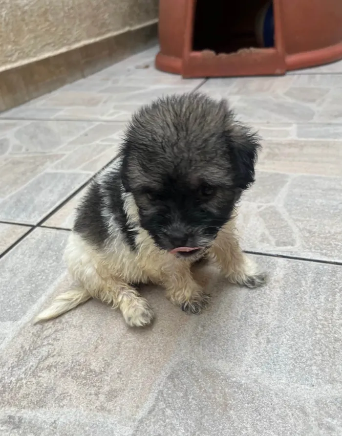 Cachorro ra a SRD-ViraLata idade Abaixo de 2 meses nome Gus