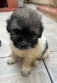 Gus