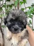 Gus