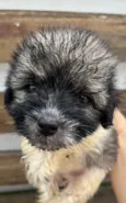 Gus