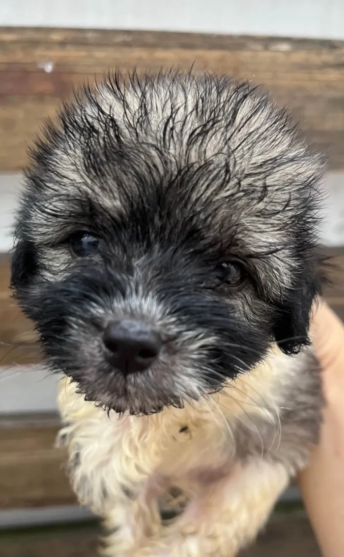 Cachorro ra a SRD-ViraLata idade Abaixo de 2 meses nome Gus
