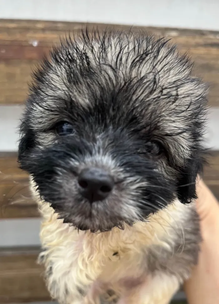 Cachorro ra a SRD-ViraLata idade Abaixo de 2 meses nome Gus