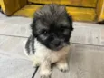 Gus