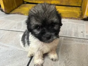 Cachorro raça SRD-ViraLata idade Abaixo de 2 meses nome Gus