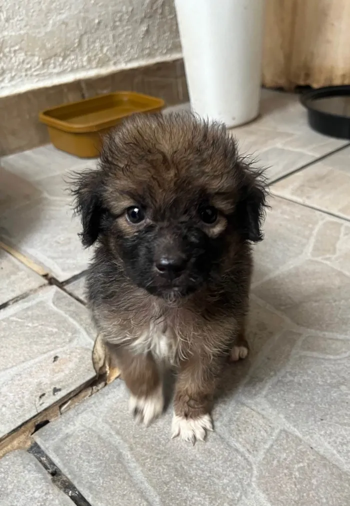 Cachorro ra a SRD-ViraLata idade Abaixo de 2 meses nome Guigui 