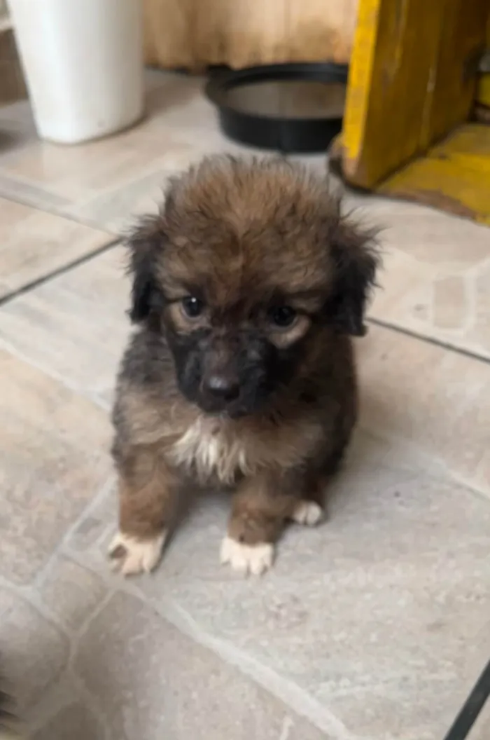 Cachorro ra a SRD-ViraLata idade Abaixo de 2 meses nome Guigui 