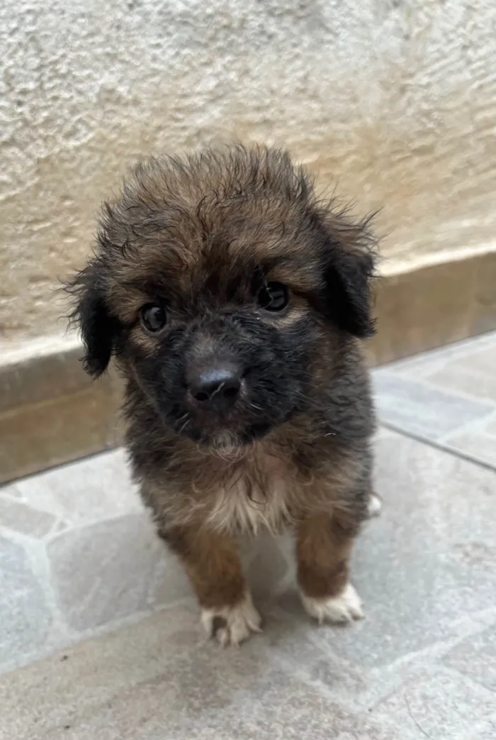 Cachorro ra a SRD-ViraLata idade Abaixo de 2 meses nome Guigui 