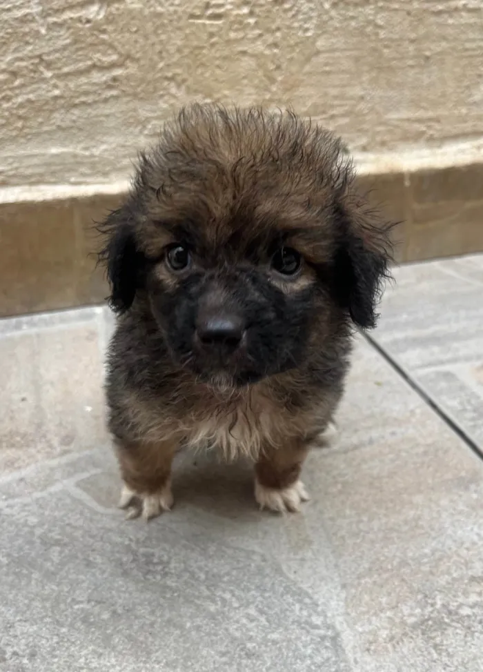 Cachorro ra a SRD-ViraLata idade Abaixo de 2 meses nome Guigui 