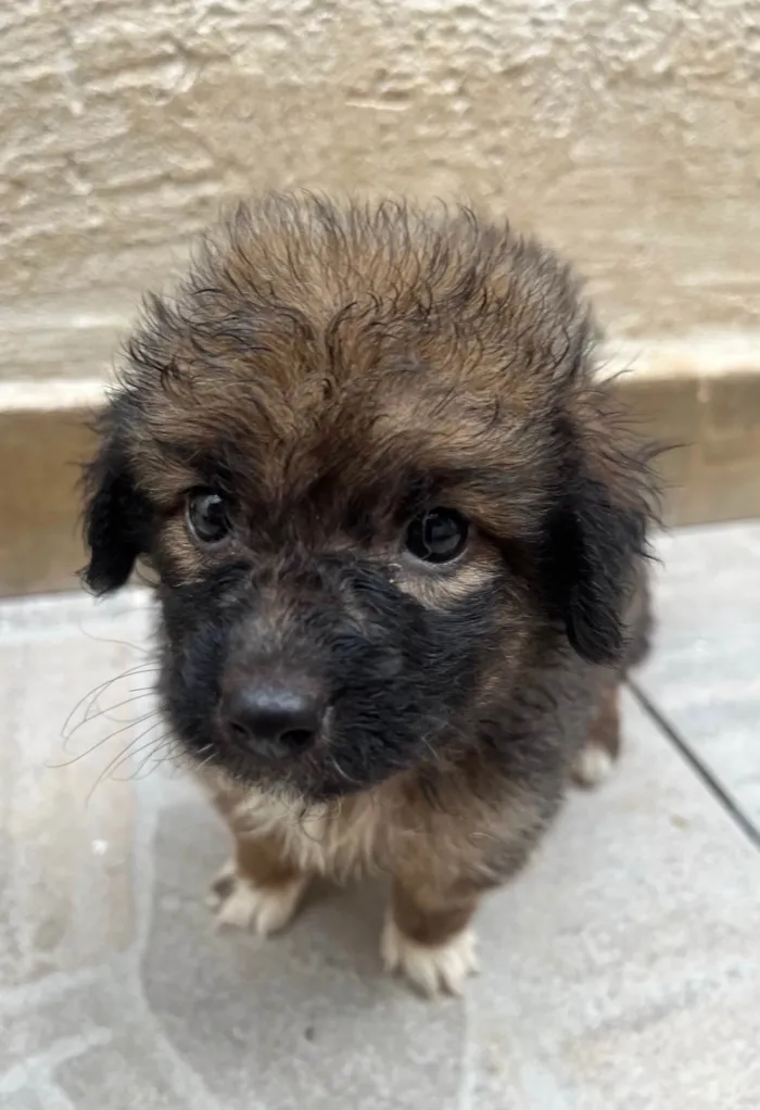 Cachorro ra a SRD-ViraLata idade Abaixo de 2 meses nome Guigui 