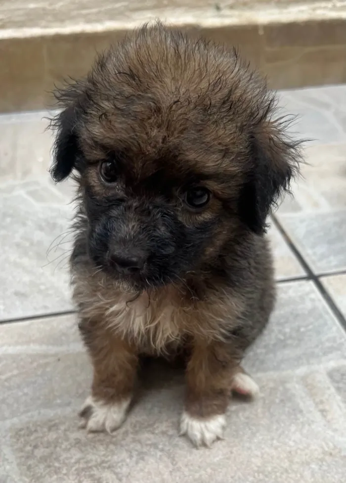 Cachorro ra a SRD-ViraLata idade Abaixo de 2 meses nome Guigui 