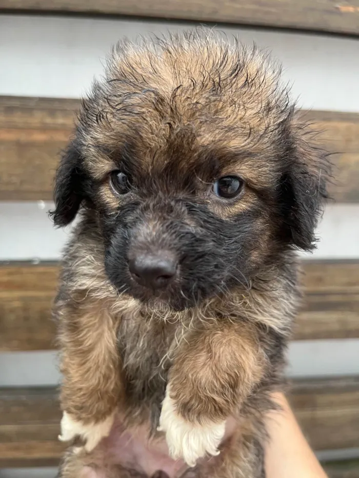 Cachorro ra a SRD-ViraLata idade Abaixo de 2 meses nome Guigui 