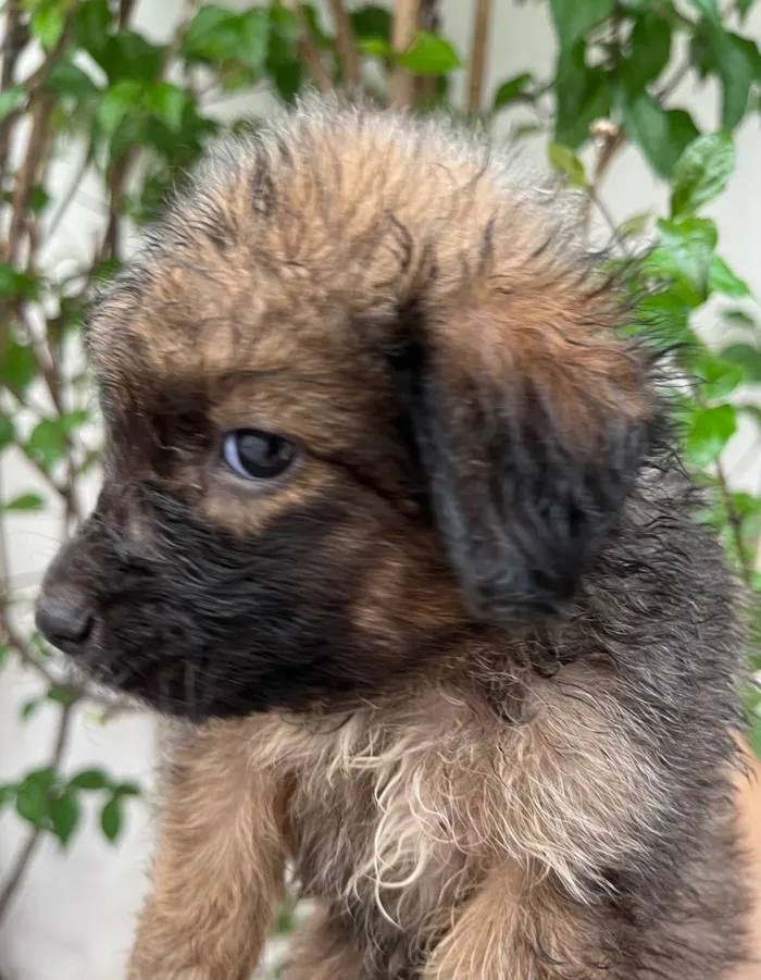 Cachorro ra a SRD-ViraLata idade Abaixo de 2 meses nome Guigui 