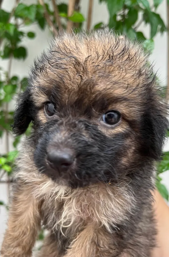 Cachorro ra a SRD-ViraLata idade Abaixo de 2 meses nome Guigui 