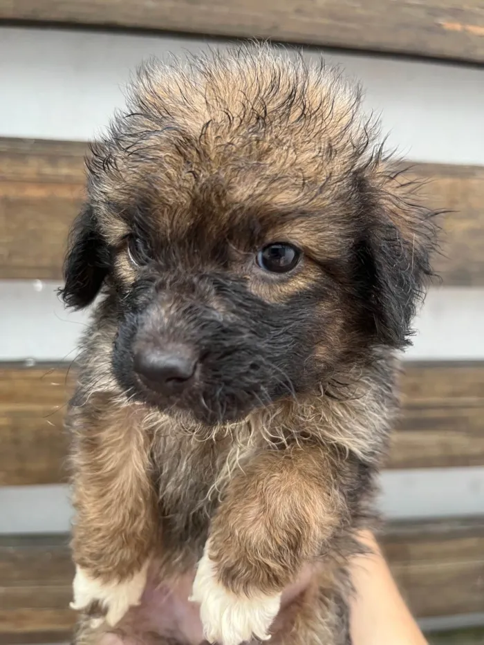 Cachorro ra a SRD-ViraLata idade Abaixo de 2 meses nome Guigui 