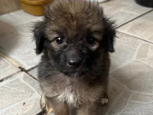 Cachorro raça SRD-ViraLata idade Abaixo de 2 meses nome Guigui 