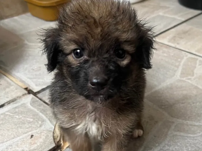Cachorro ra a SRD-ViraLata idade Abaixo de 2 meses nome Guigui 