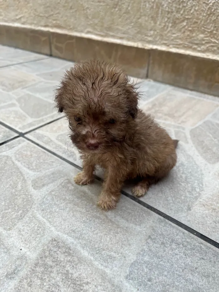 Cachorro ra a SRD-ViraLata idade Abaixo de 2 meses nome Gabi