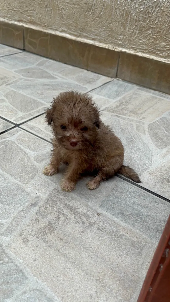 Cachorro ra a SRD-ViraLata idade Abaixo de 2 meses nome Gabi