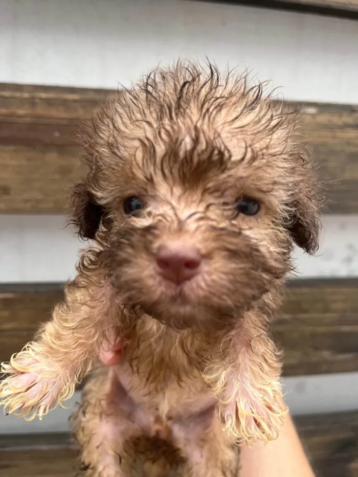 Cachorro ra a SRD-ViraLata idade Abaixo de 2 meses nome Gabi