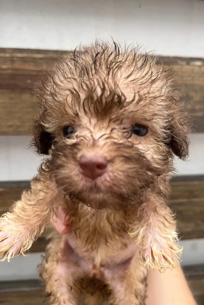 Cachorro ra a SRD-ViraLata idade Abaixo de 2 meses nome Gabi