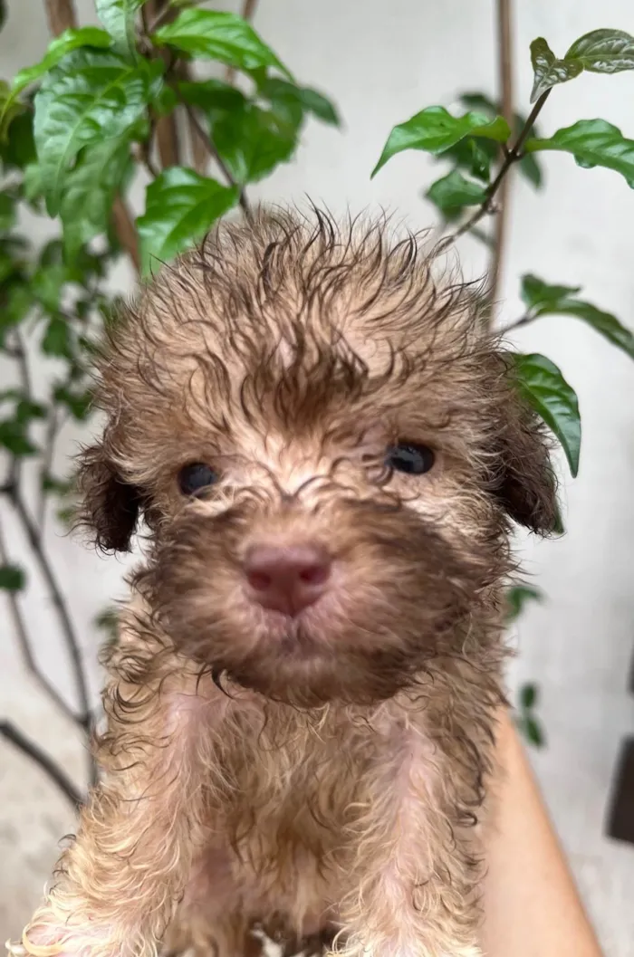 Cachorro ra a SRD-ViraLata idade Abaixo de 2 meses nome Gabi