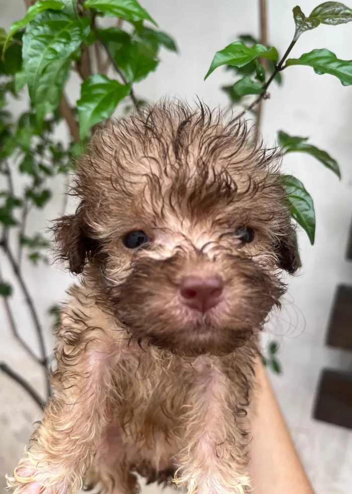Cachorro ra a SRD-ViraLata idade Abaixo de 2 meses nome Gabi