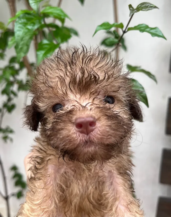 Cachorro ra a SRD-ViraLata idade Abaixo de 2 meses nome Gabi
